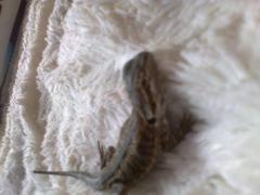 post-58610-0-54623800-1379854158_thumb.j