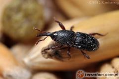 Załączony obraz: 1.jpg