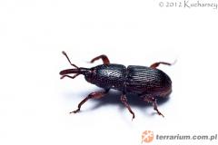 Załączony obraz: 2.jpg