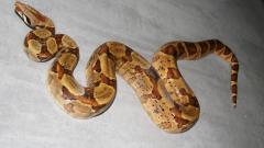 post-44546-0-48826300-1382617959_thumb.j