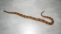 post-44546-0-80135100-1382618035_thumb.j