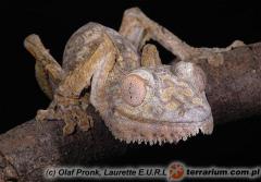 Załączony obraz: 1.jpg