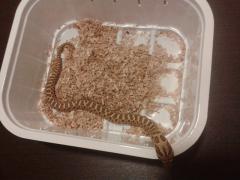 post-9998-0-83792100-1413760547_thumb.jp