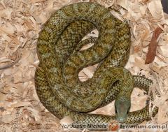 Załączony obraz: 1.jpg