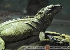 Załączony obraz: 1.jpg