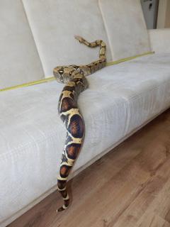 post-79049-0-07471100-1443774963_thumb.j