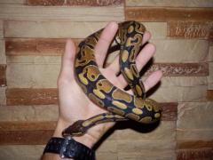 post-79049-0-26286800-1443773541_thumb.j