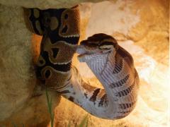 post-79049-0-26903100-1443773533_thumb.j