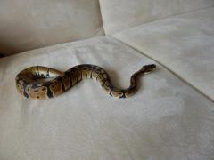 post-79049-0-30429700-1443773529_thumb.j