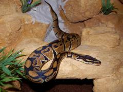 post-79049-0-31669800-1443773537_thumb.j