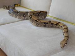 post-79049-0-34028500-1443774962_thumb.j