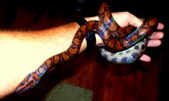 post-79049-0-44556600-1443774805_thumb.j