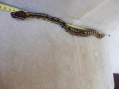 post-79049-0-45716100-1443773564_thumb.j