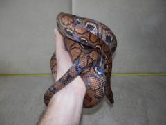 post-79049-0-49422900-1443774773_thumb.j