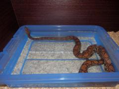 post-79049-0-72324700-1443774801_thumb.j