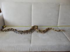 post-79049-0-73330000-1443774961_thumb.j