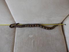 post-79049-0-85032700-1443773563_thumb.j