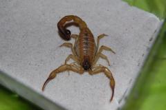 Załączony obraz: DSC_3620.JPG