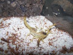 Załączony obraz: 100_6975.JPG