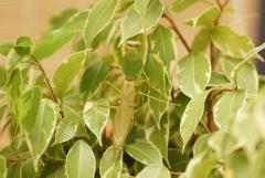 Załączony obraz: samieczdj2.JPG