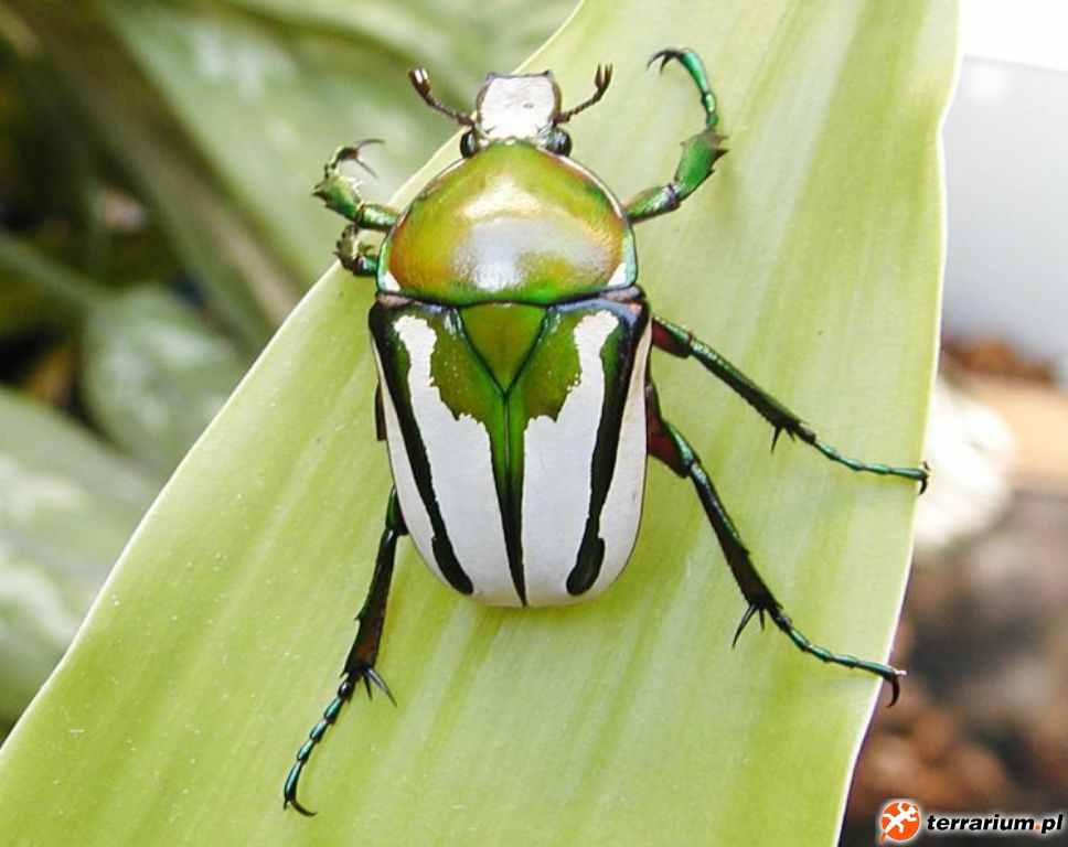 Taurhina splendens Coleoptera Chrząszcze Gatunki Gatunki