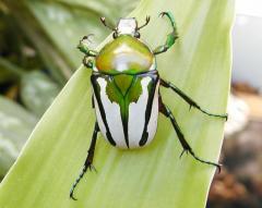 Załączony obraz: Taurhina splendens.jpg