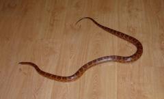 post-34897-0-79319400-1448182992_thumb.j