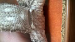 post-80470-0-09838800-1448024662_thumb.j