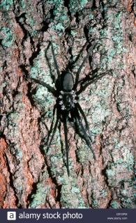 Załączony obraz: southern spider.jpg