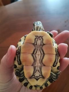żółwik2.jpg