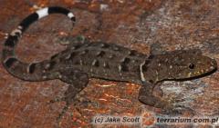 Załączony obraz: 2.jpg