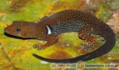 Załączony obraz: 1.jpg