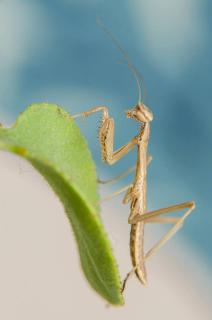 Załączony obraz: Tenodera angustipennis L1  fot. Jakub Wysocki.jpg