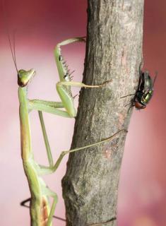 Załączony obraz: Tenodera Angustipennis L7 - subimago. Fot. Jakub Wysocki.jpg