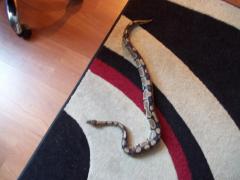 post-38697-0-01810600-1419622367_thumb.j