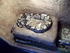 post-38697-0-22540100-1419621963_thumb.j