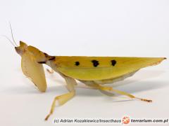 Załączony obraz: 1_800.jpg