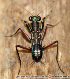 Załączony obraz: 1_800.jpg