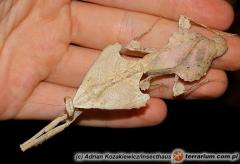 Załączony obraz: 1_800.jpg