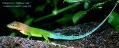 Załączony obraz: Anolis marmoratus marmoratus.jpg