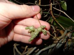 DSC00808.JPG