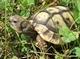 Młode żółwie lądowe - ostatni post przez Gama