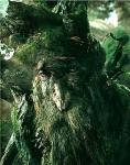 Treebeard's Photo