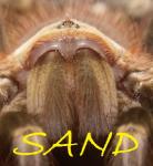 Sand's Photo