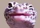 płeć gekona-zdjęcia z netu nic mi nie mówią,prosze o pomoc - ostatni post przez jaartur