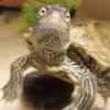 Żółw ostrogrzbiety - ostatni post przez paxxta