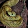 Promocja od I Love Snakes: Philodryas baroni, Elaphe carinata, Epicrates alvarezi, Python reticulatus, Pantherophis guttatus - ostatni post przez Adams