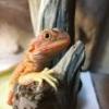 Terrarium dla gekona lamparciego - ostatni post przez stefanR