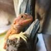 Terrarium dla Kameleona - ostatni post przez stefanR