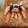 Acanthoscuria geniculata dorosły samiec 22.04 - last post by tomekw